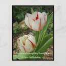 Recherche de tulipe rouge et blanche cartes postales Tulipes