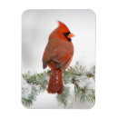 Recherche de cardinal du nord magnets Aviaire