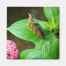 Recherche de papillon bleu de morpho magnets Nature