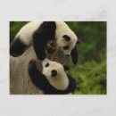 Recherche de pandas géants cartes postales Champignons