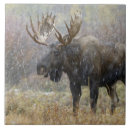 Recherche de neige carreaux Pittoresque