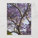 Recherche de jacaranda posters Tourisme