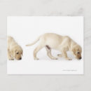 Recherche de veterinary posters Domestic animals