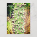 Recherche de ceiba Arbre