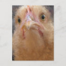Recherche de peinture visage cartes postales Animal