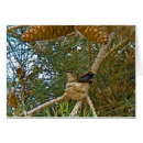 Recherche de nid de colibri cartes postales Pour tous