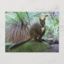 Recherche de kangourous wallaby