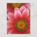 Recherche de marguerite africaine cartes postales Macro