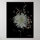 Recherche de chrysanthème posters Rose
