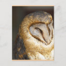 Recherche de hiboux de vacances posters Forêt