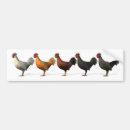 Recherche de coqs voiture autocollants Oiseaux