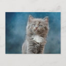 Recherche de chats gris cartes postales Portrait