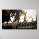 Recherche de chien de traîneau posters Sibérien