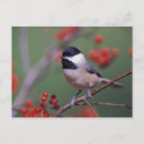 Recherche de mésange cartes postales Animal