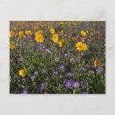 Recherche de bord de la route cartes postales Flore