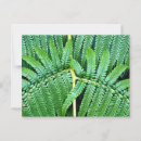 Recherche de fougères vertes cartes postales Forêt tropicale