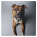 Recherche de pitbull carreaux Terrier de pitbull