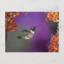 Recherche de archilochus posters Nature