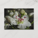Recherche de poires cartes visite Blanc