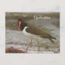 Recherche de huîtres cartes postales Photographie