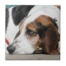 Recherche de basset hound carreaux Animal