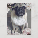 Recherche de pugs cartes postales Chiot