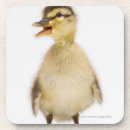 Recherche de caneton dessous de verres Canard