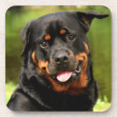 Recherche de rottweiler dessous de verres Animal