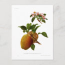 Recherche de les cornouailles cartes postales Vintage