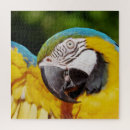Recherche de perroquets sauvages puzzles Macaw