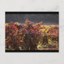 Recherche de zinfandel Vignoble
