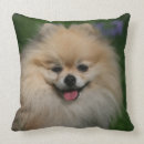 Recherche de spitz coussins Langue
