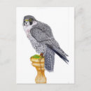 Recherche de pèlerin cartes postales Faucons
