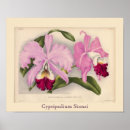 Recherche de cypripedium posters Botanique