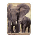 Recherche de tanzanie magnets Parc national