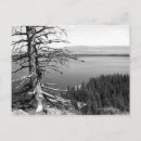 Recherche de scène tranquille cartes postales Arbre nu