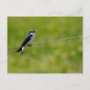 Recherche de hirondelles cartes postales Printemps