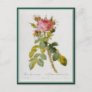 Recherche de single cartes postales Rose