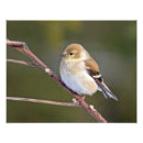 Recherche de oiseau américain posters Pinson