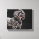 Recherche de yeux de chien posters Caniche