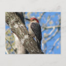 Recherche de ventre cartes postales Pic à ventre rouge