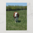 Recherche de herbe verte cartes postales Animaux
