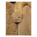 Recherche de peau de serpent posters Motif