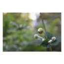 Recherche de bourgeons posters Plante