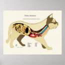 Recherche de digestif posters Coeur