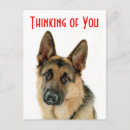 Recherche de chiot de berger allemand cartes postales Bonjour