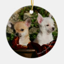 Recherche de chien de chiwawa ornements 7 semaines