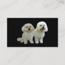 Recherche de bichons cartes visite Frise