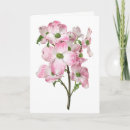 Recherche de cornouiller rose Anniversaire