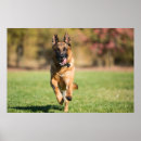 Recherche de chiot berger allemand posters Mignonette